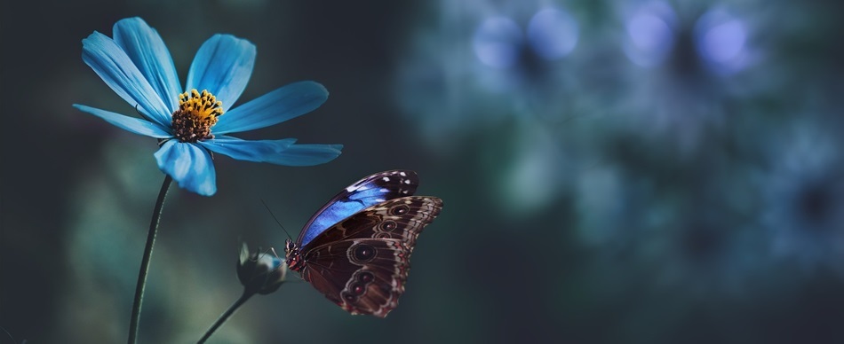 Kaderimsin isik sacan kelebekler