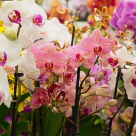 Orkide Cicegi Ve Anlami