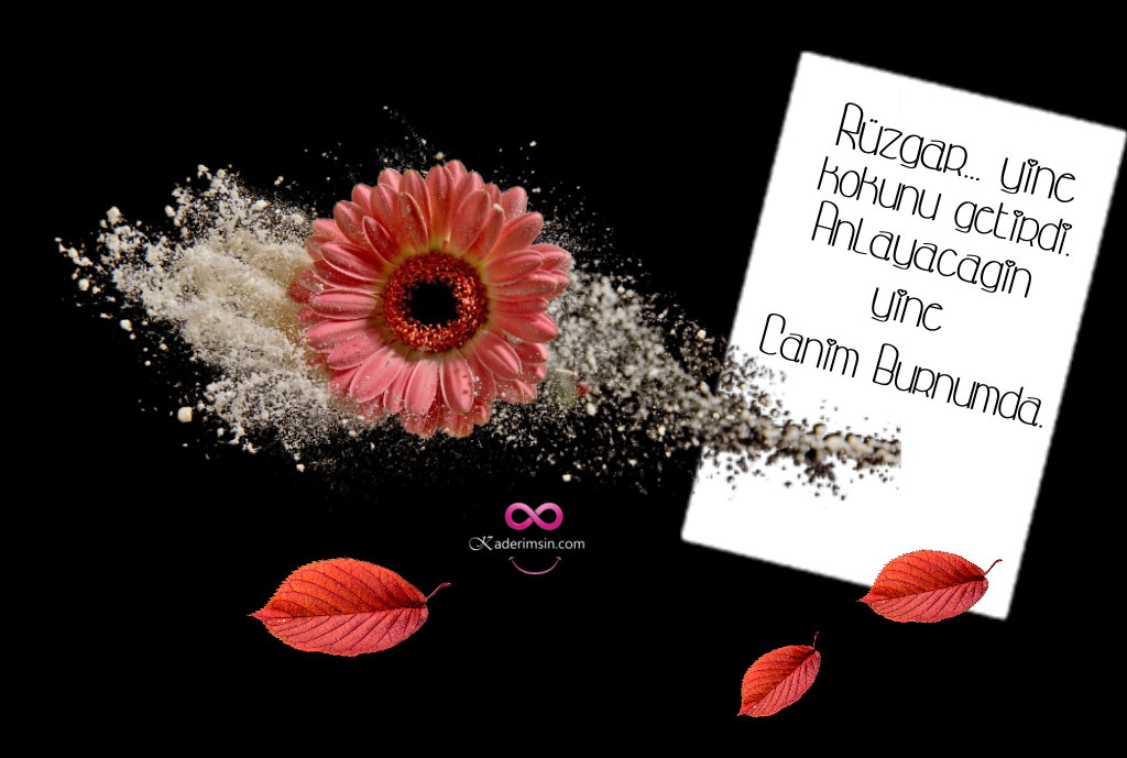 Rüzgar yine kokunu getirdi.Anlayacagin yine canim burnumda. Rüzgar yine kokunu getirdi.